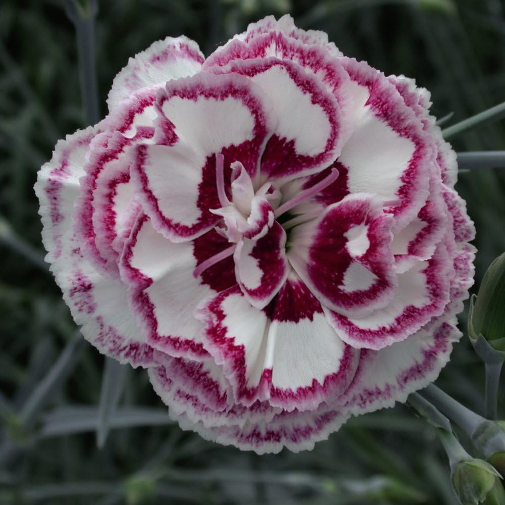 Thompson and Morgan Dianthus Pinks Gran's Favourite Potted Plant 9cm Image 3