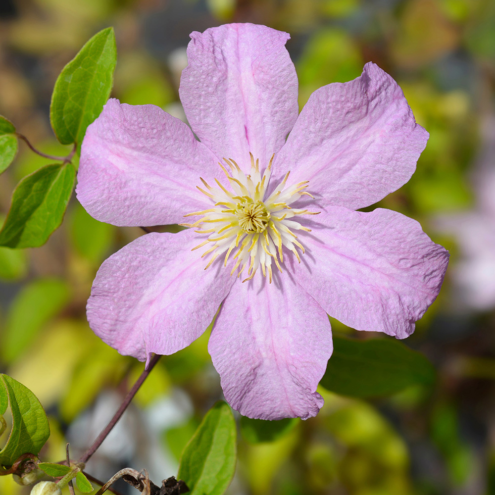 YouGarden Clematis Summer Collection Plant Pot 9cm 3 Pack Image 2
