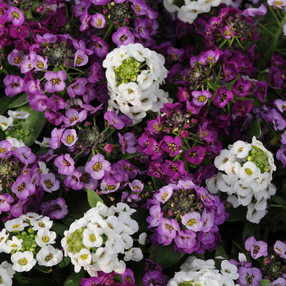 Thompson and Morgan Alyssum Clear Crystal Mixed Garden Ready Plant 15 Pack Image 1