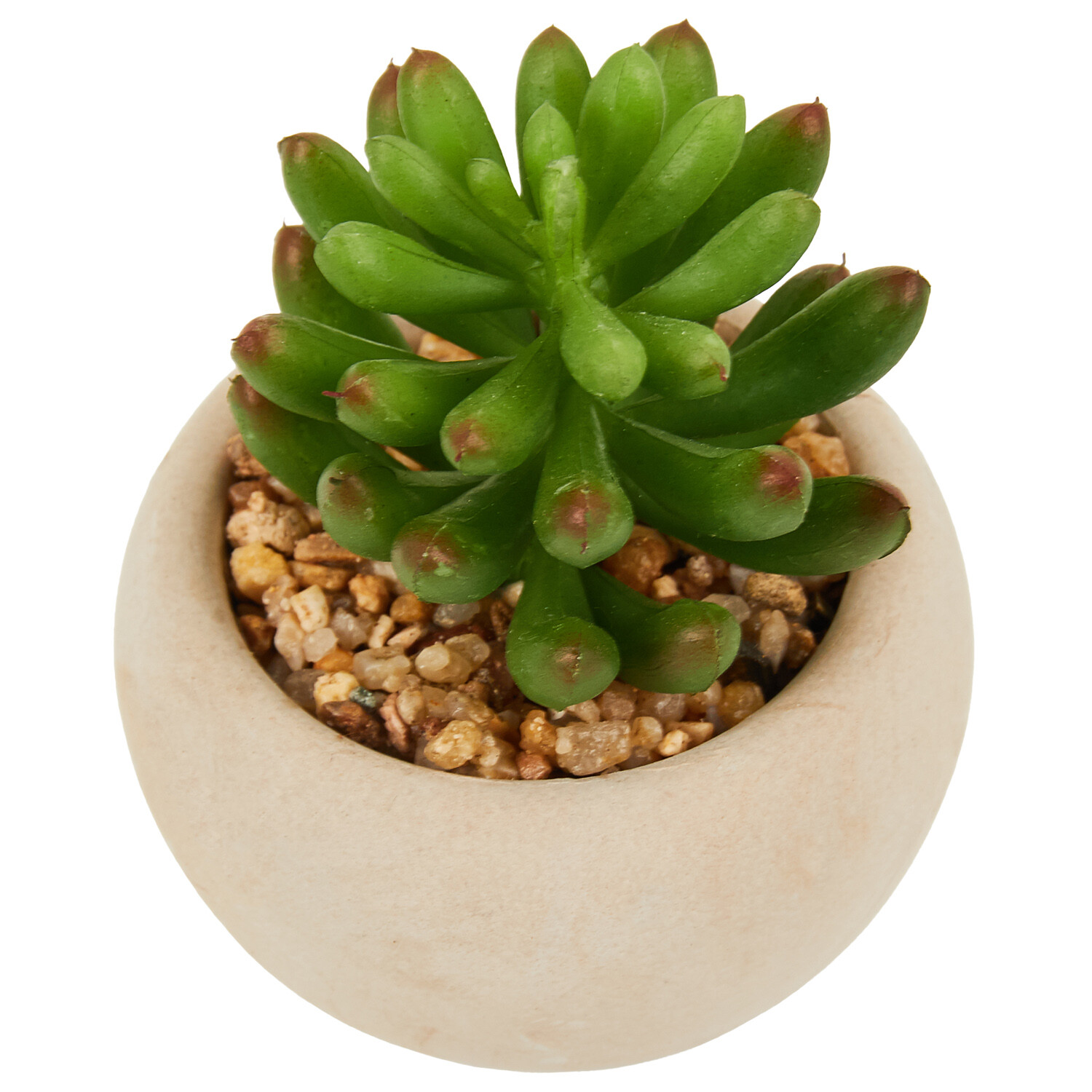 Mini Succulent in Pot - Green and Cream Image 16