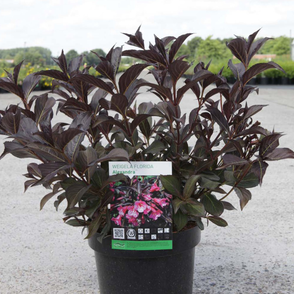Thompson and Morgan Weigela Flor Alexandra Plant Pot 3.6L Image 3