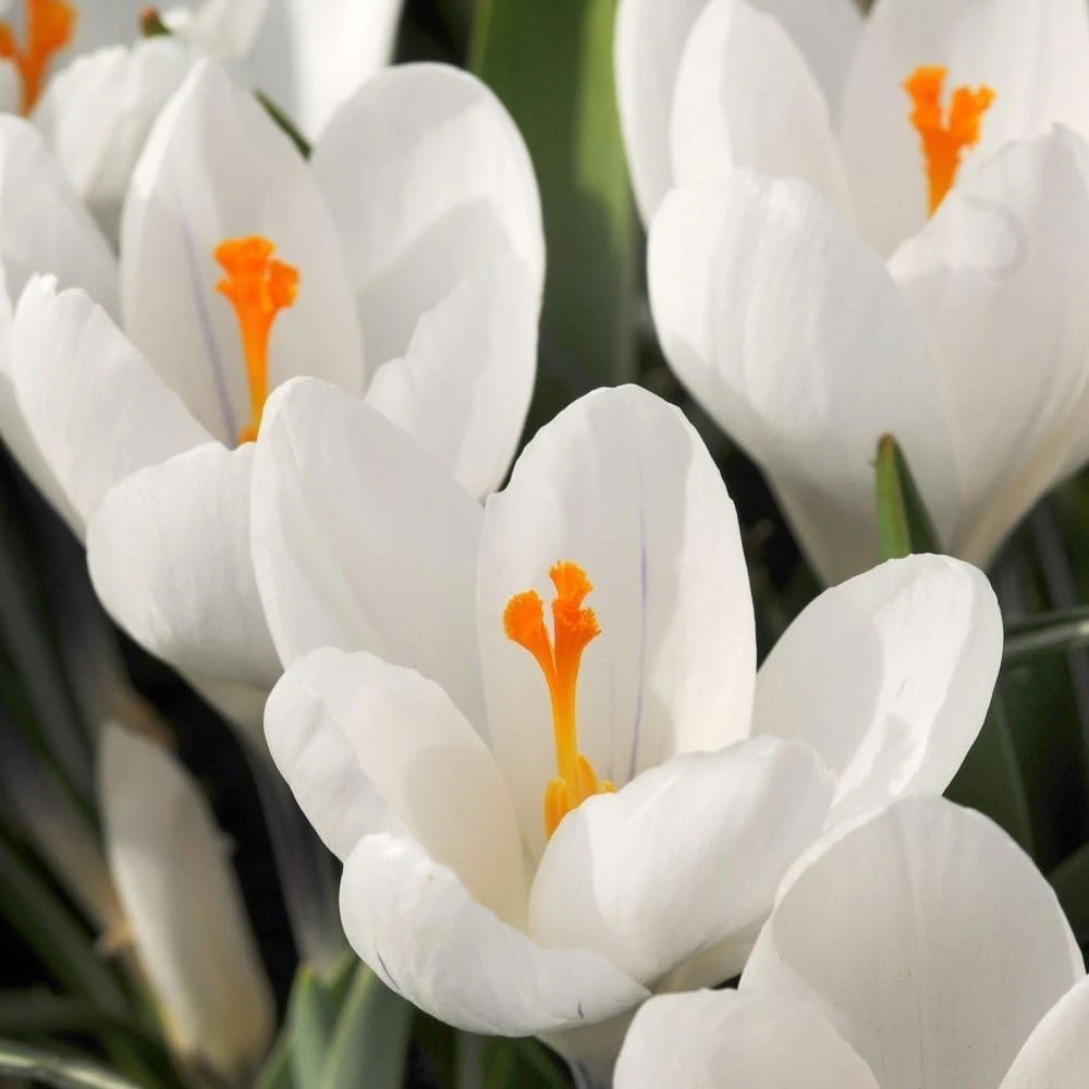 Thompson and Morgan Crocus Dutch White Planting Bulb 40 Pack Image 4
