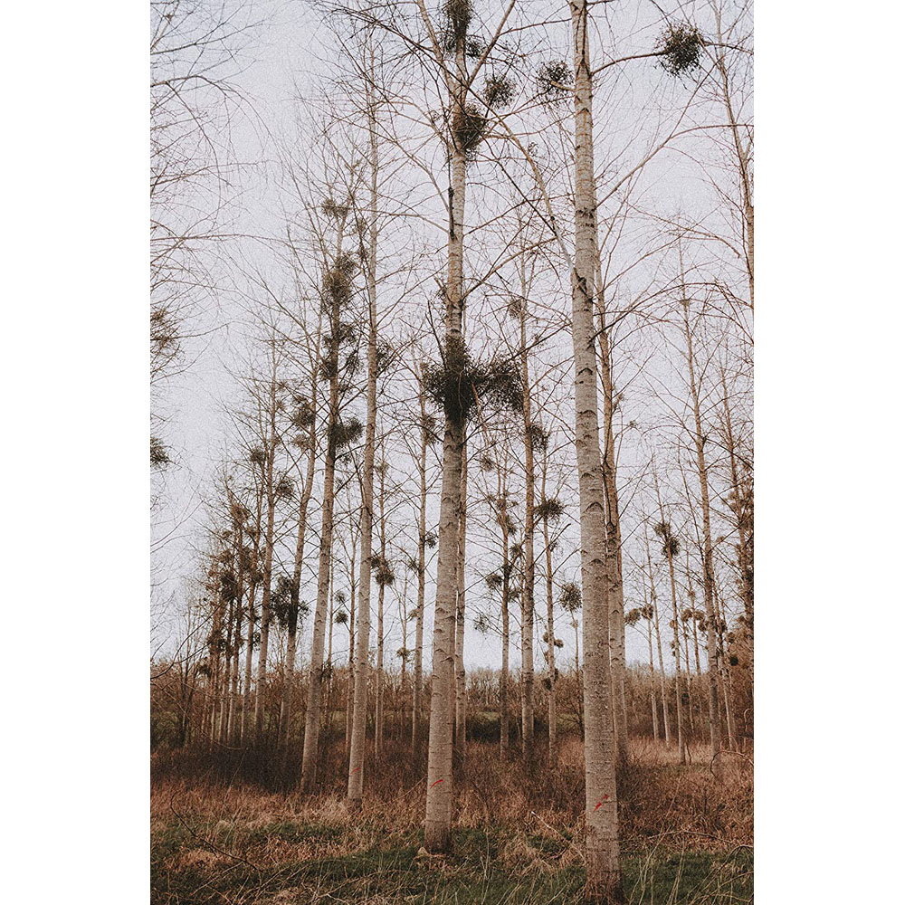 Inspirational Gifting Silver Birch Bare Root Hedge Plant Sapling 2-3ft 5 Pack Image 2