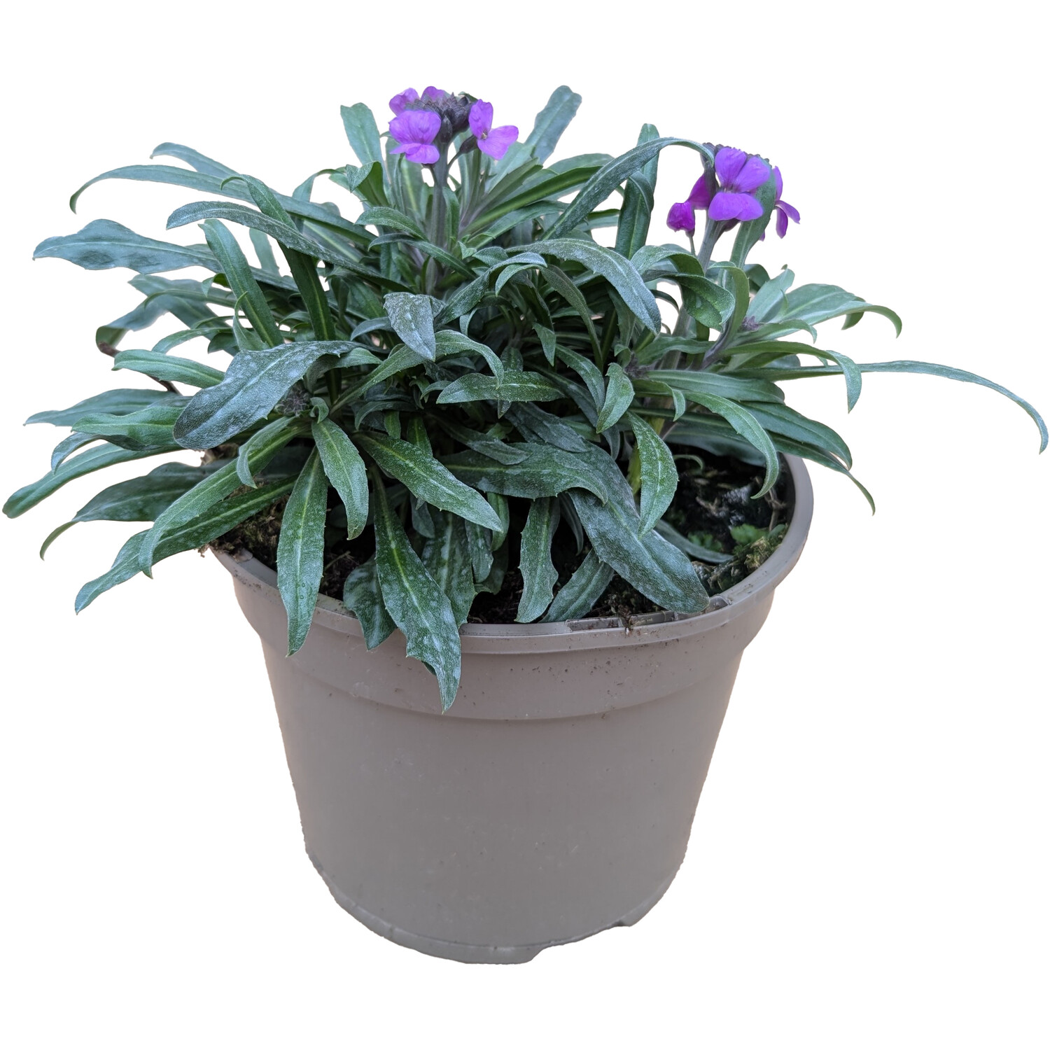 Erysimum Bowles Mauve 40cm - Mauve Image