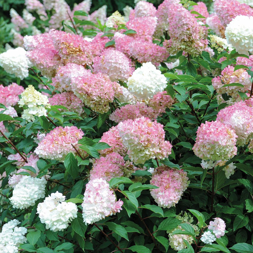 Thompson and Morgan Hydrangea Vanilla Fraise Plant Pot 8cm 2 Pack Image 2