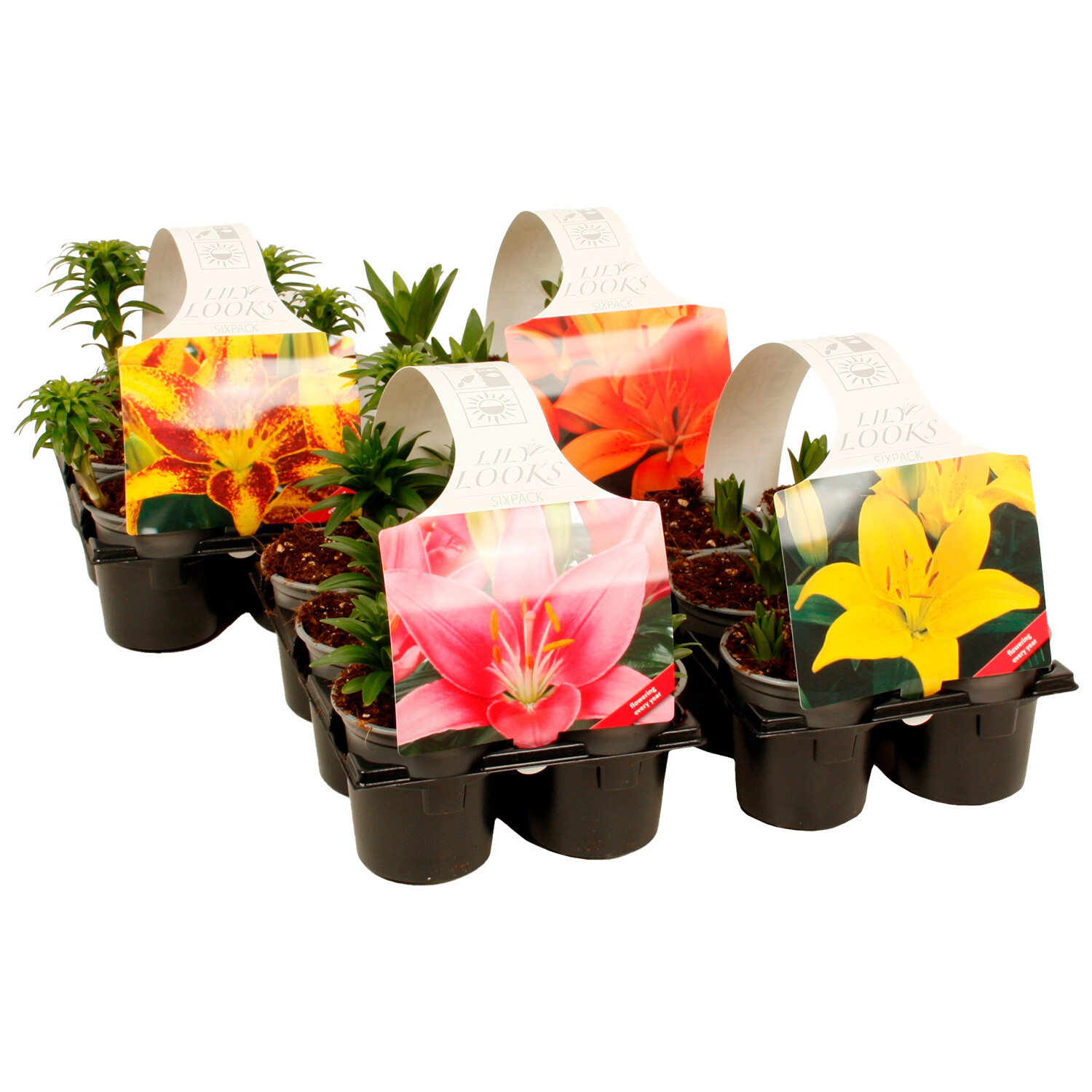 Pack of 6 Lily Plants - Multicolour Image