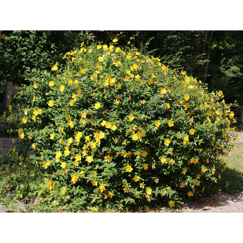 Inspirational Gifting Hypericum Bare Root Hedge Plant Sapling 30-60cm 20 Pack Image 5