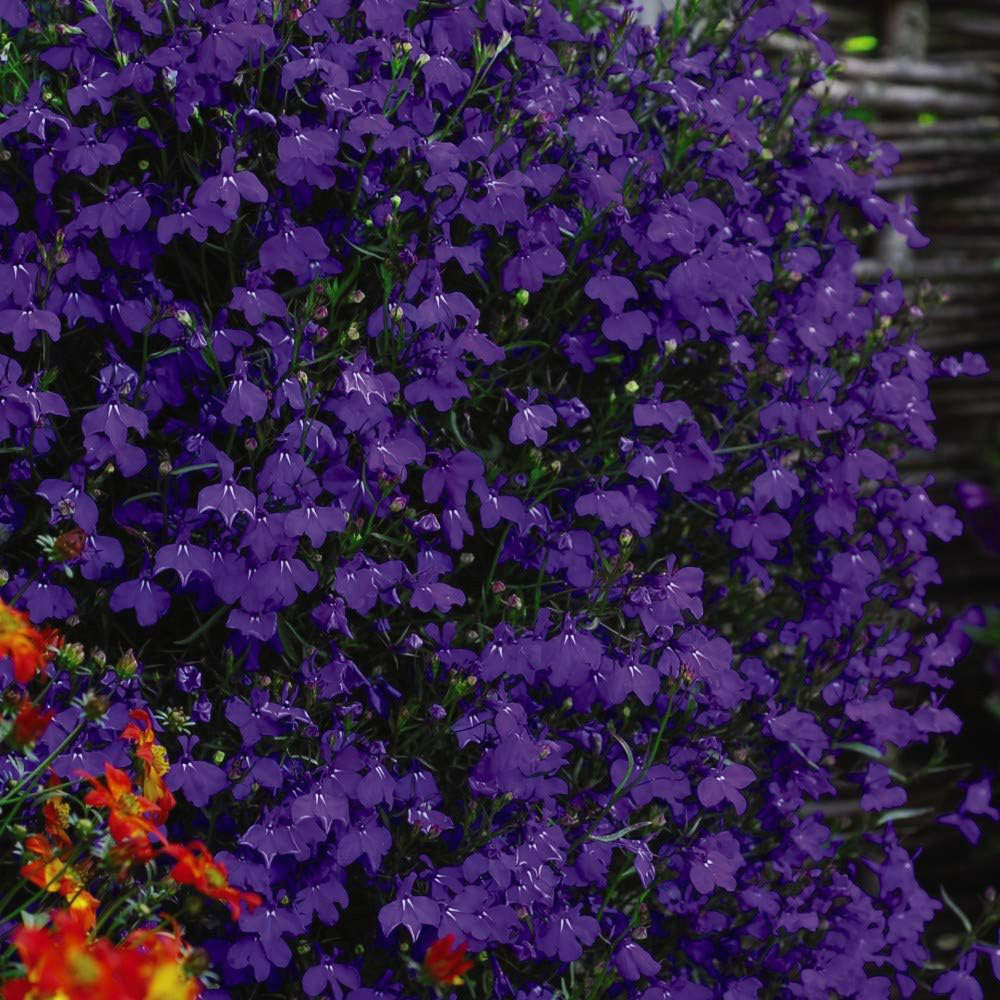 Thompson and Morgan Lobelia Monsoon Plant Plug 36 Pack Image 1