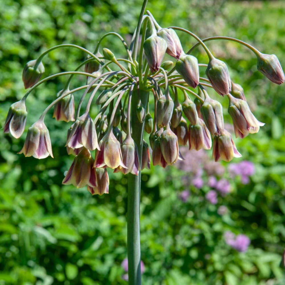 YouGarden Sicilian Honey Garlic Allium Siculum Planting Bulb 30 Pack Image 2
