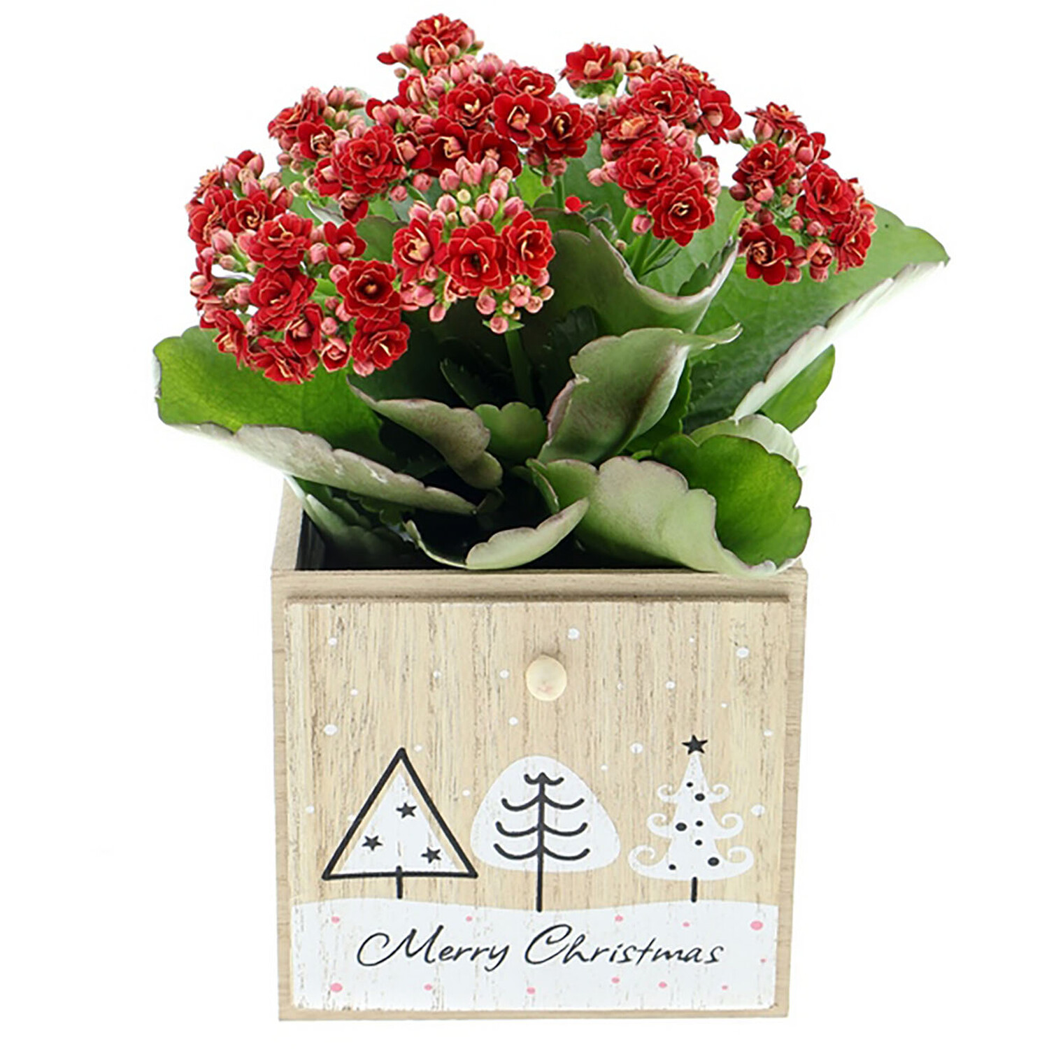 Kalanchoe in Wooden Pot 13cm - White or Red Image 2