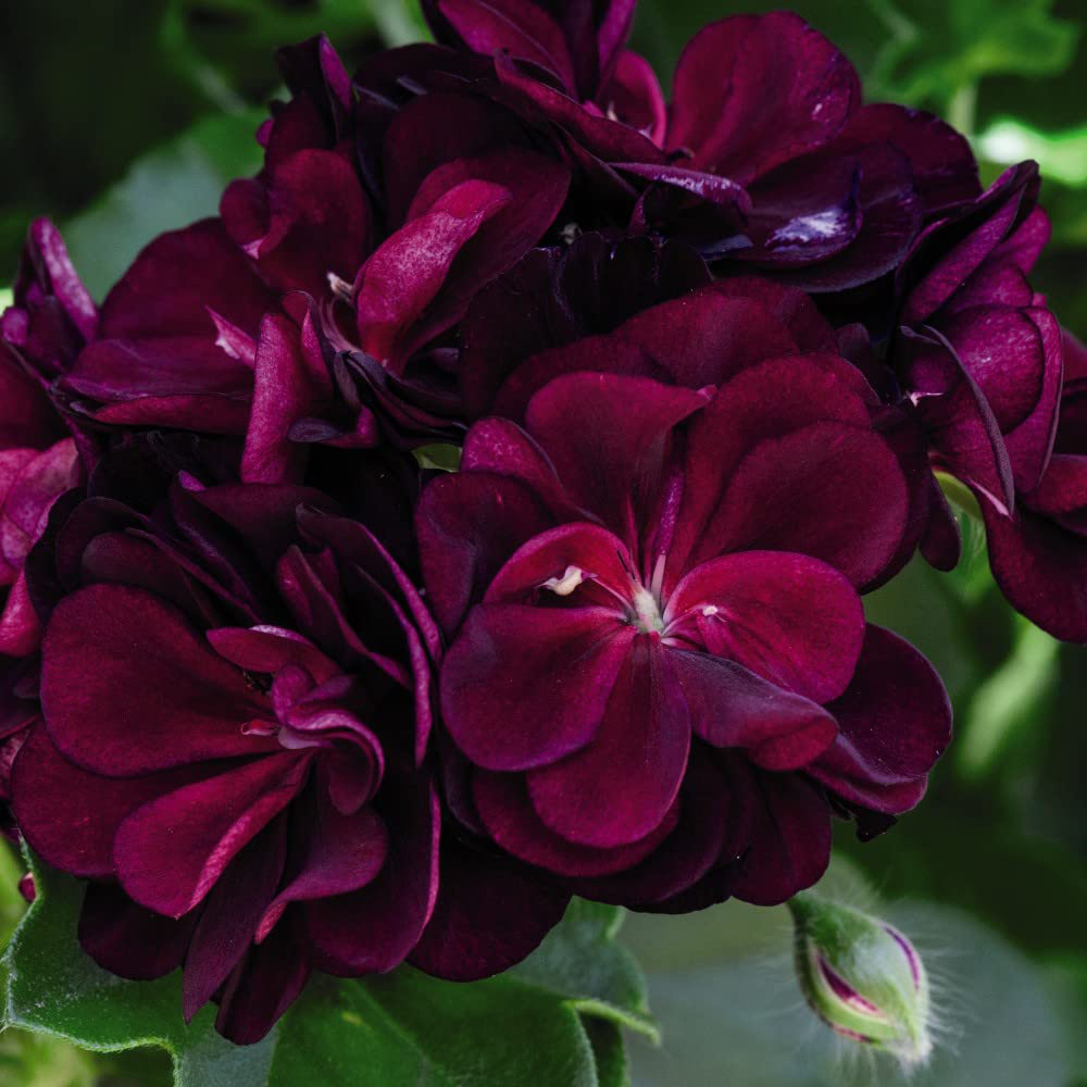 Thompson and Morgan Nurserymans Choice Geranium Jumbo Plant Plugs 10 Pack Image 5