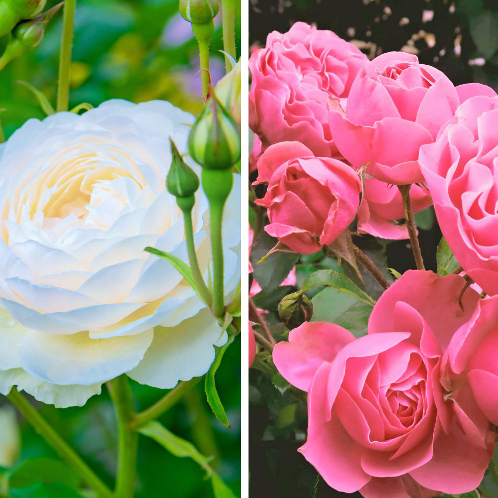 Thompson and Morgan Rose Duo Collection 4 Bare Roots Image 1