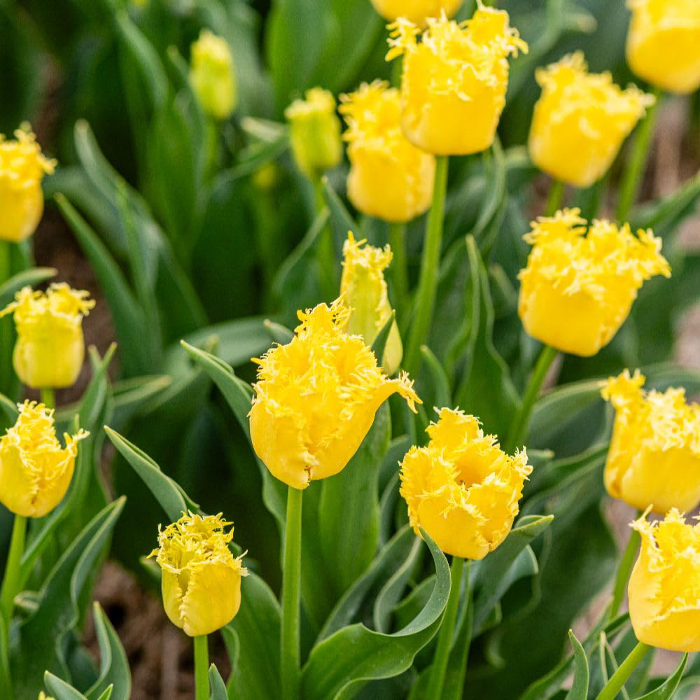 Thompson and Morgan Tulip Sunny Time Planting Bulb 16 Pack Image 2