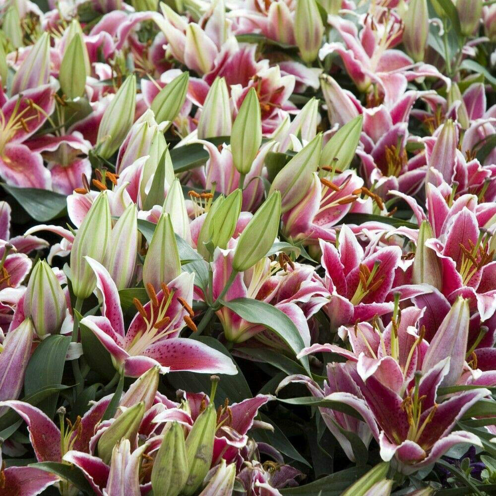 Thompson and Morgan Lily Groundcover Dazzler Planting Bulb 24 Pack Image 2