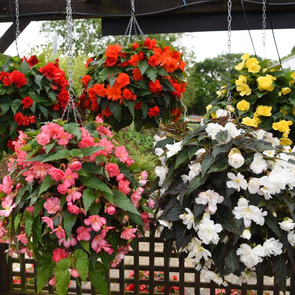 Thompson and Morgan Begonia Nonstop Joy Mixed Garden Ready Plant 15 Pack Image 1
