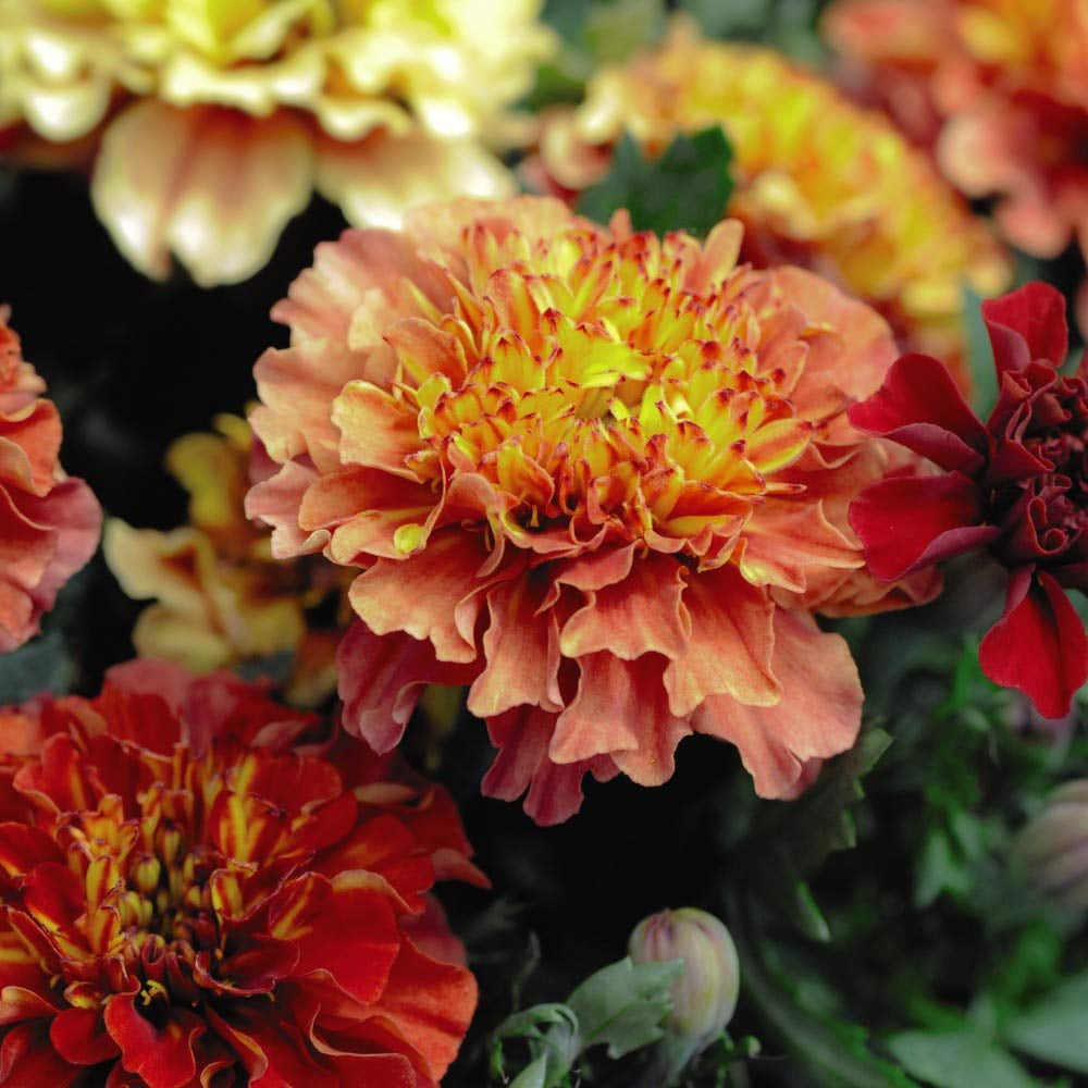 Thompson and Morgan Marigold Strawberry Blonde Garden Ready Plant 15 Pack Image 4