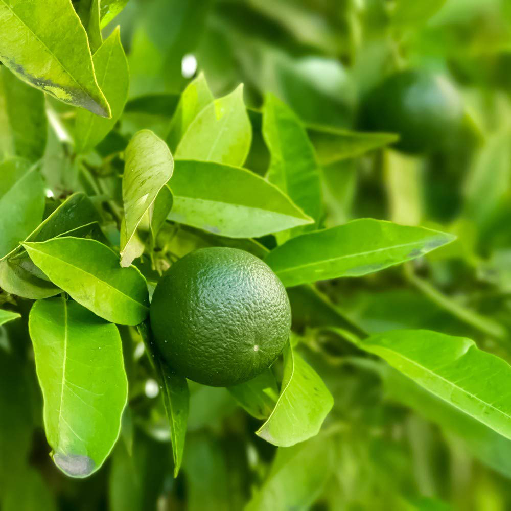 Thompson & Morgan Citrus Lime Tree Potted Plant 9cm 2 Pack Image 5