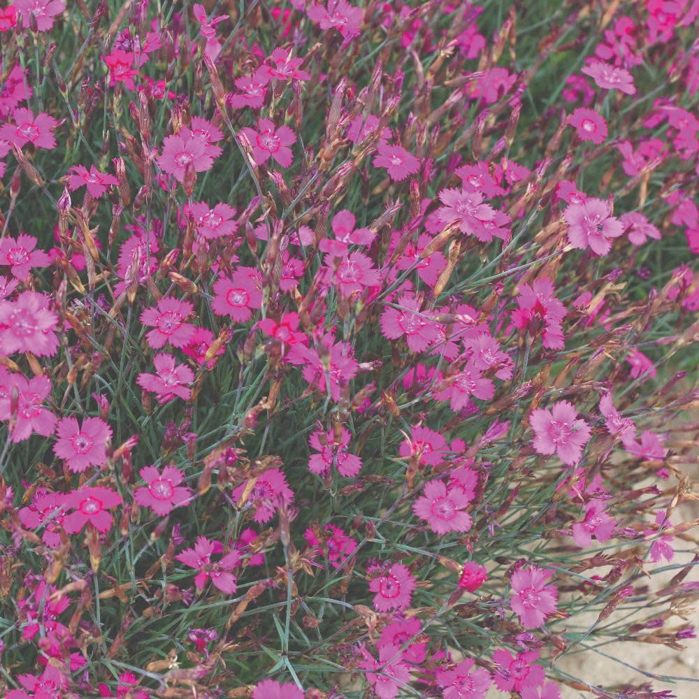 Thompson and Morgan Dianthus Deltoides Pink Gem Seed Packet Image 2