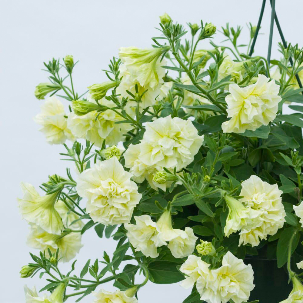 Thompson and Morgan Petunia Tumbelina Frills and Spills Susanna Postiplug Plant 5 Pack Image 2