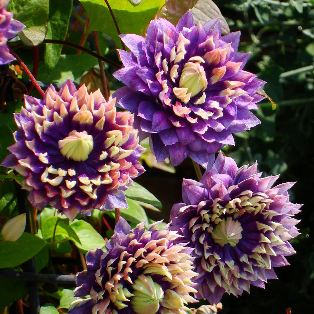 Thompson and Morgan Clematis Florida Taiga Plant Pot 11cm Image 2