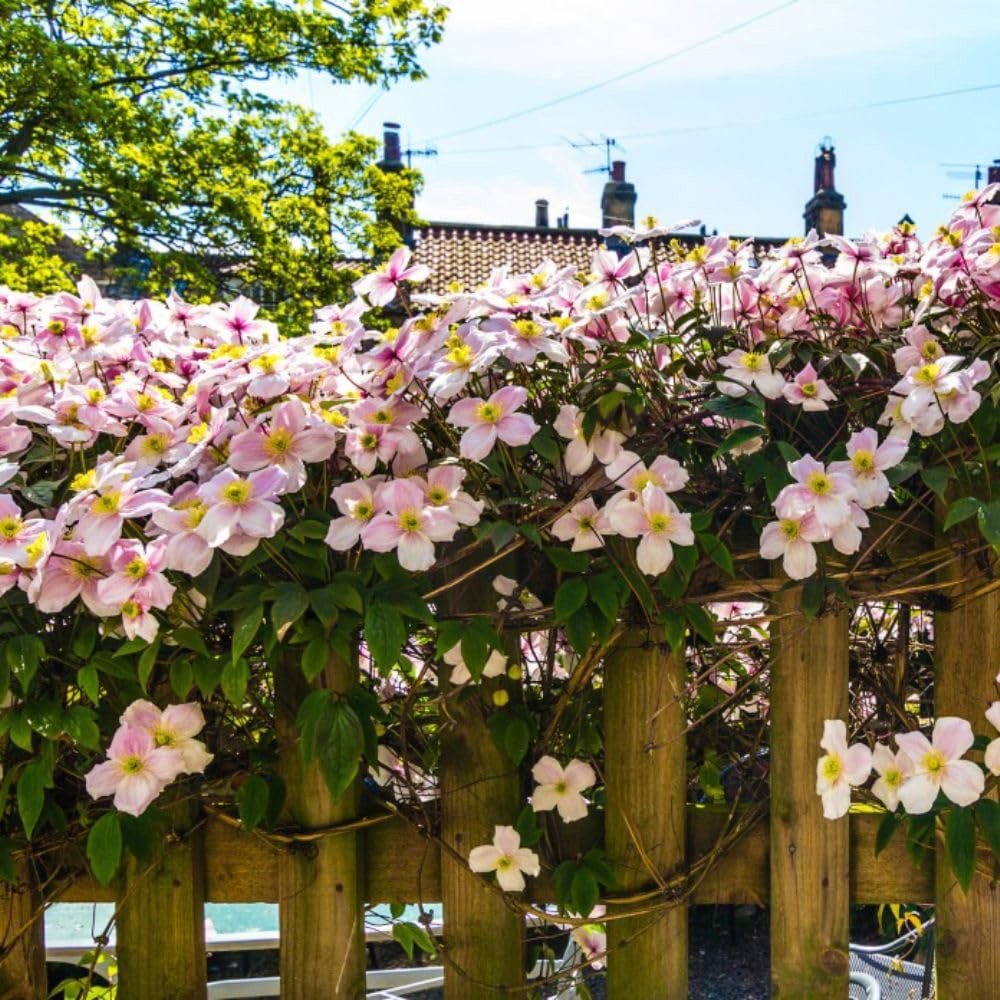 Thompson and Morgan Clematis Montana Mayleen Plant Pot 3L Image 4