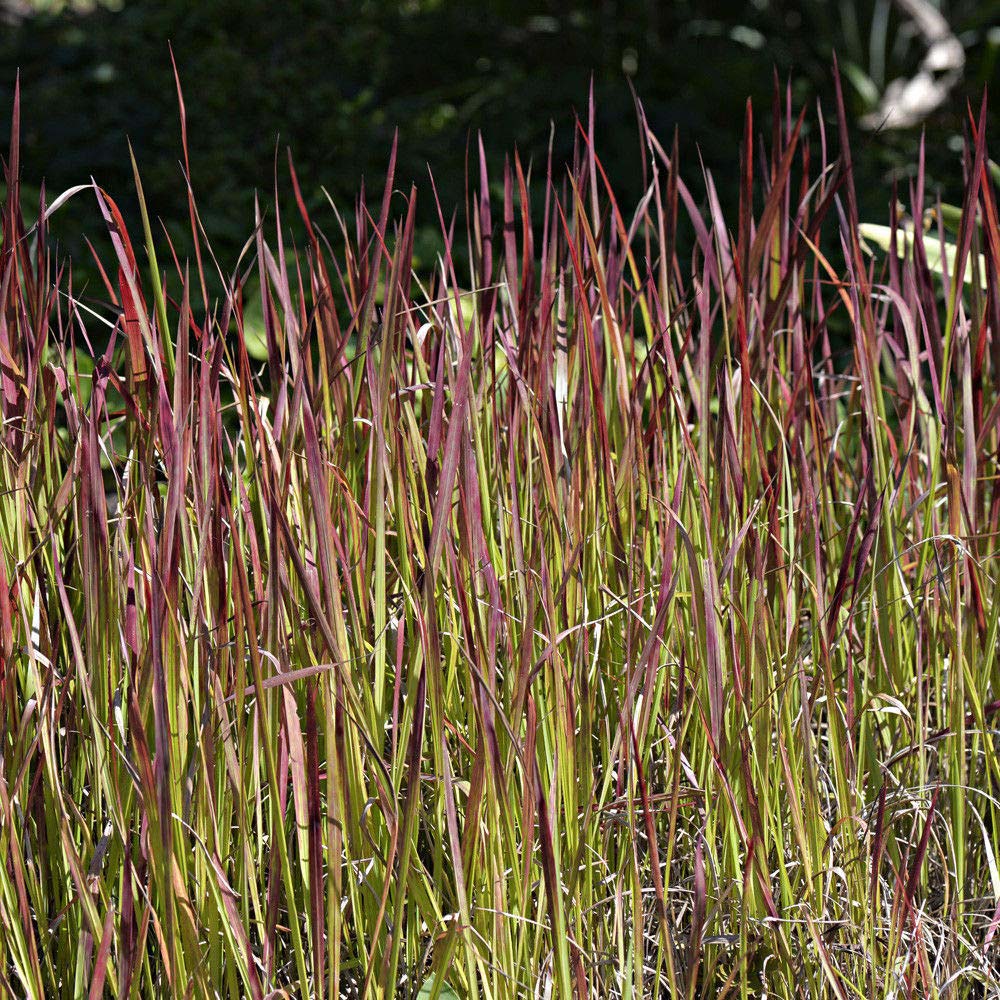 Thompson and Morgan Imperata Grass Red Baron Plant Pot 9cm 2 Pack Image 2