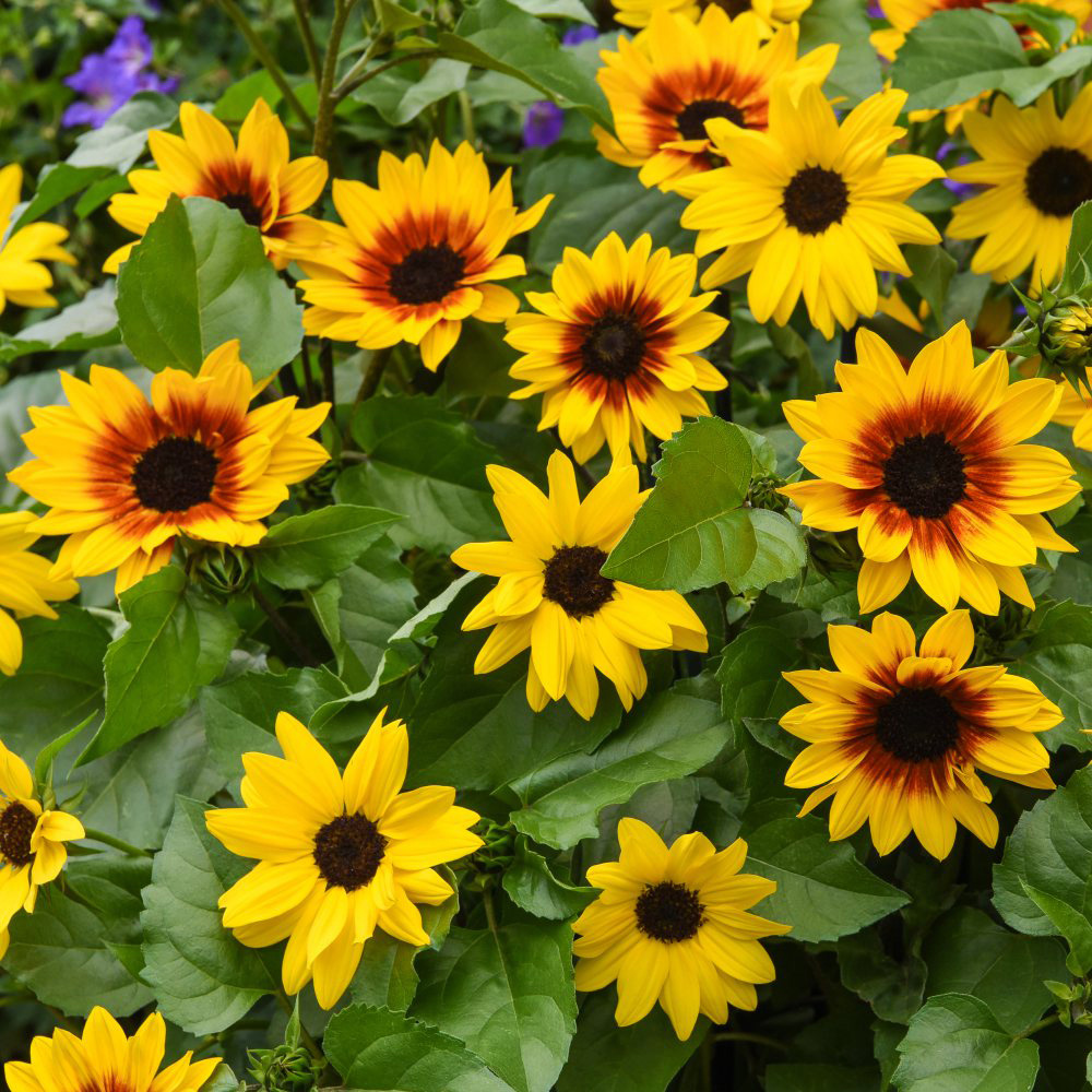 Thompson and Morgan Sunflower SunBelievable Brown Eyed Girl Plant Pot 3L Image 3