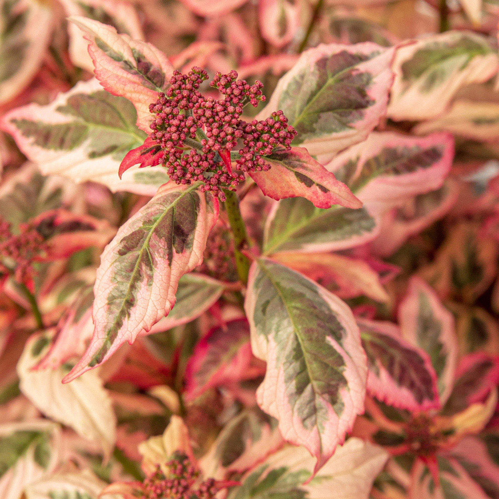 Thompson and Morgan Hydrangea Euphoria Pink Plant Pot 3L Image 4