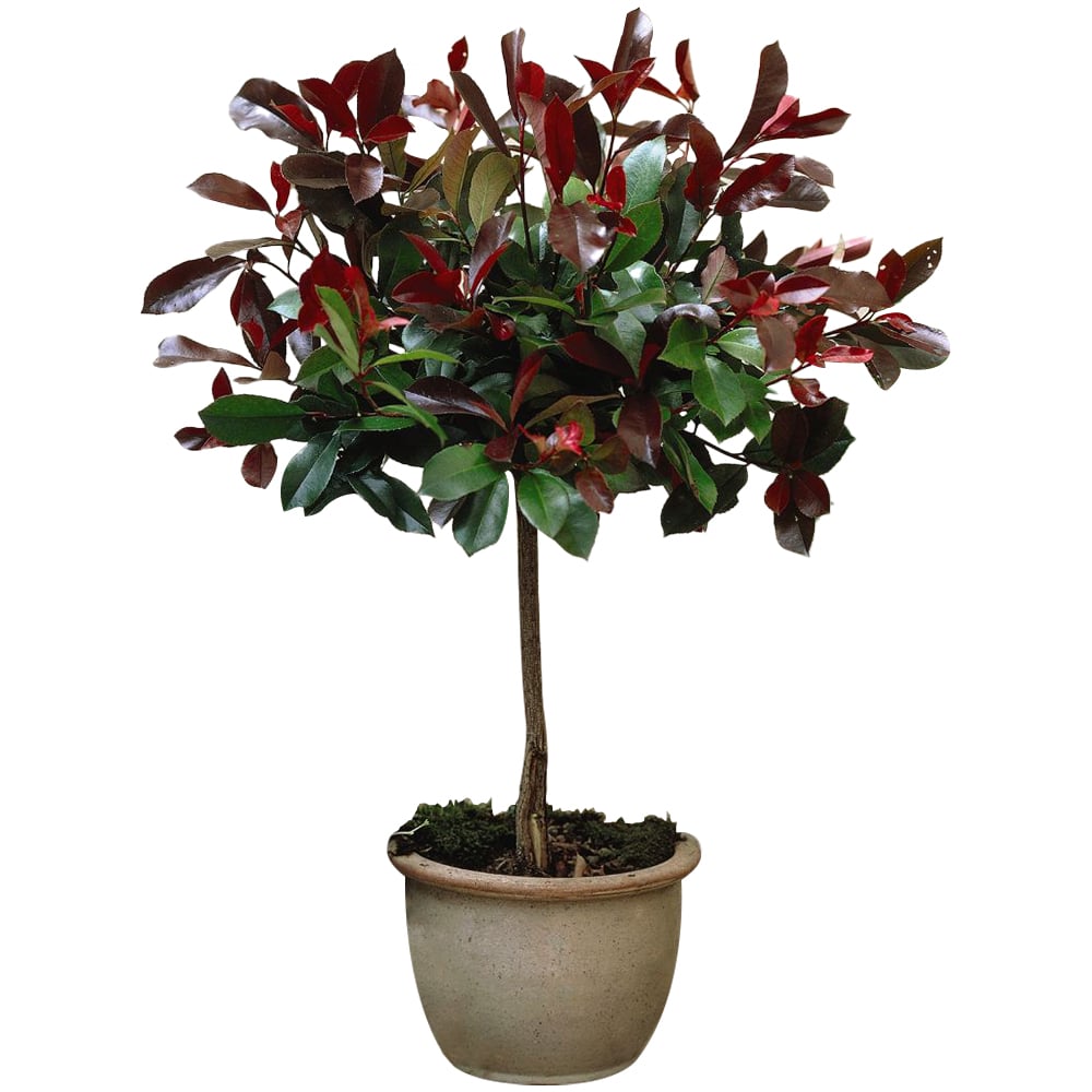 Thompson and Morgan Photinia Fraseri Red Robin Pot Plant 3L Image 8