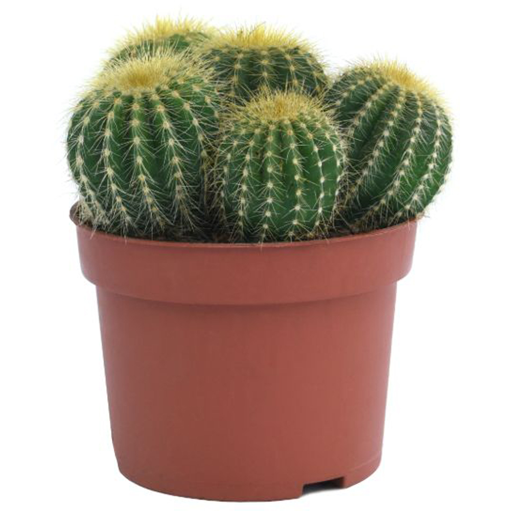 Thompson and Morgan Cactus Mixed Potted Plant 5.5cm 5 Pack Image 7