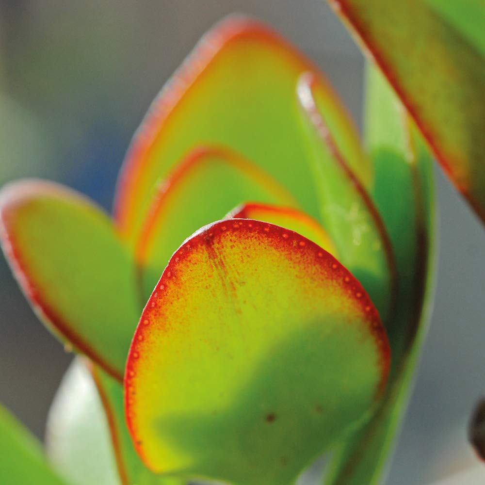 Thompson & Morgan Crassula Ovata Potted Plant 12cm Image 4