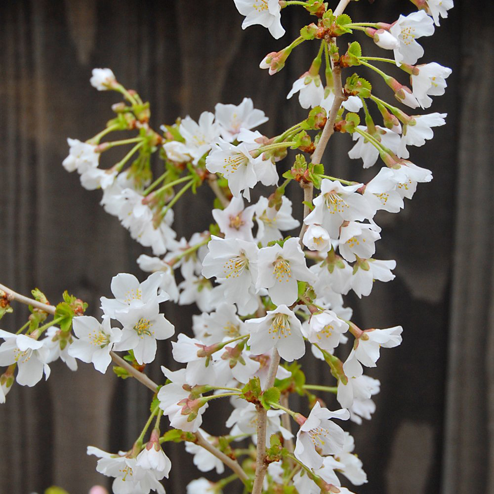 Thompson & Morgan Prunus Incisa Kojo-No-Mai Potted Plant 3.6L 2 Pack Image 4