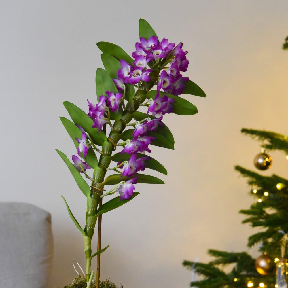 Thompson and Morgan Christmas Gift Orchid Scented Star Class Lilac Plant in Zinc Pot 12cm 2 Pack Image 4