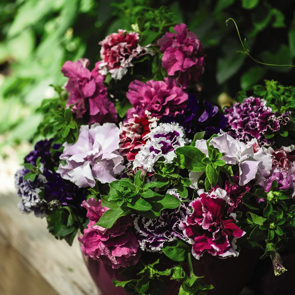 Thompson and Morgan Petunia Double Orchid Flower Mixed Plant Plugs 6 Pack Image 3