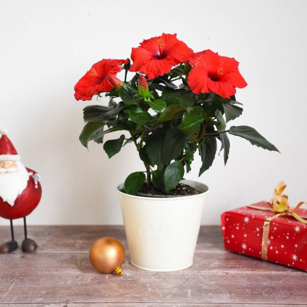 Thompson and Morgan Christmas Gift Hibiscus Flair Plant Pot 13cm Image 7