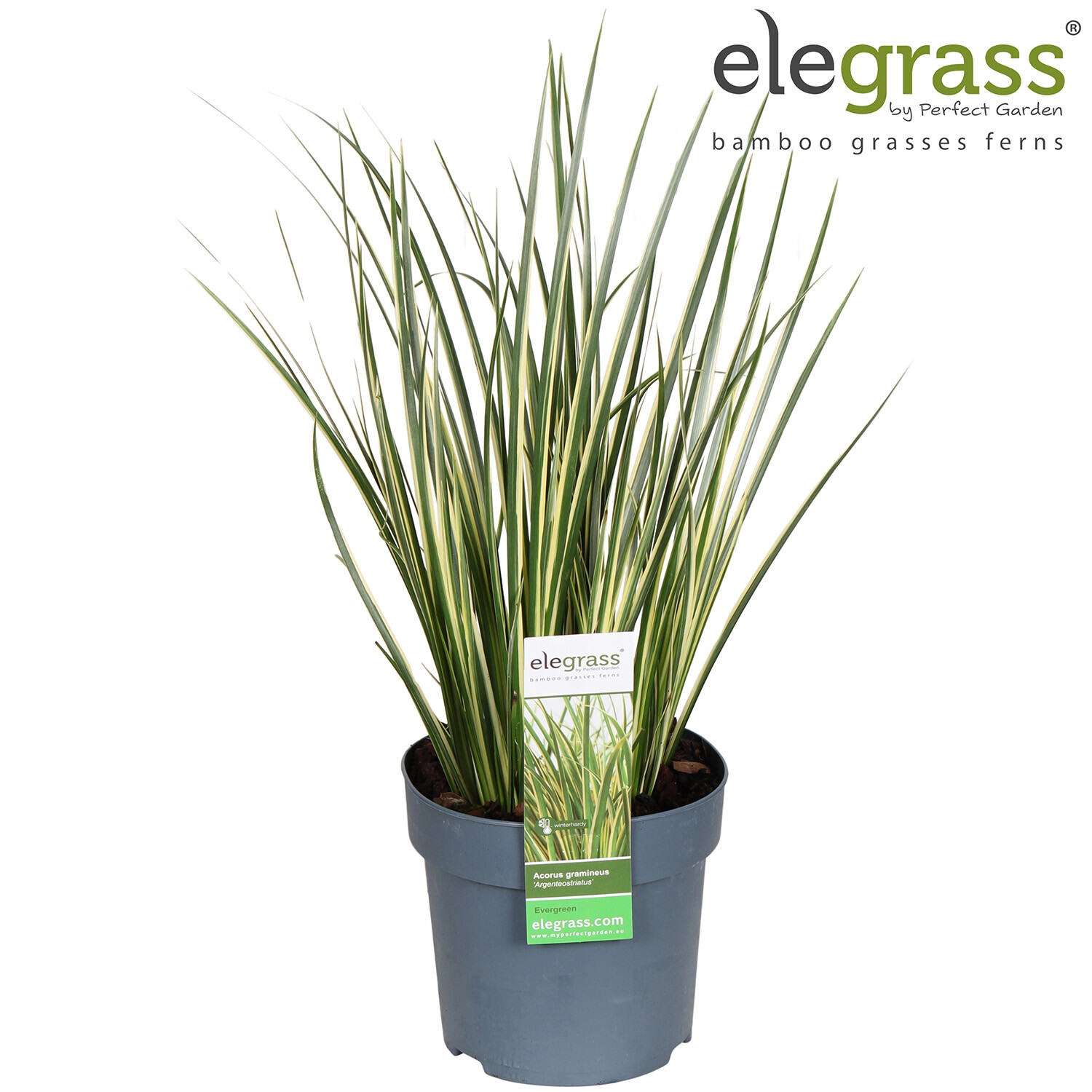 Acorus Gramineus  - Argenteostriatus Image