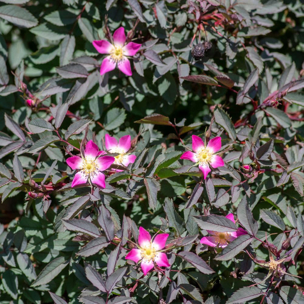 Thompson and Morgan Rose Hedge Plant Pot 3L Image 2