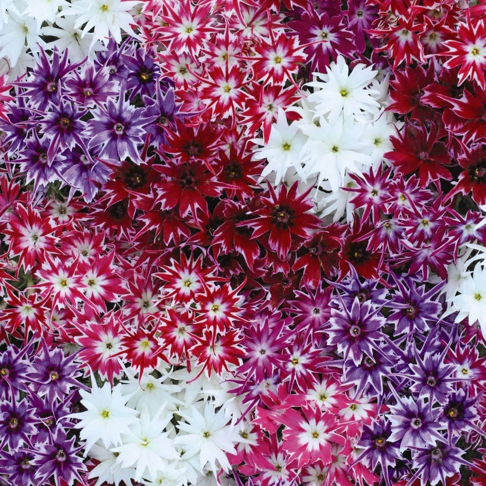 Thompson and Morgan Phlox Pop Stars Garden Ready Plant 30 Pack Image 2