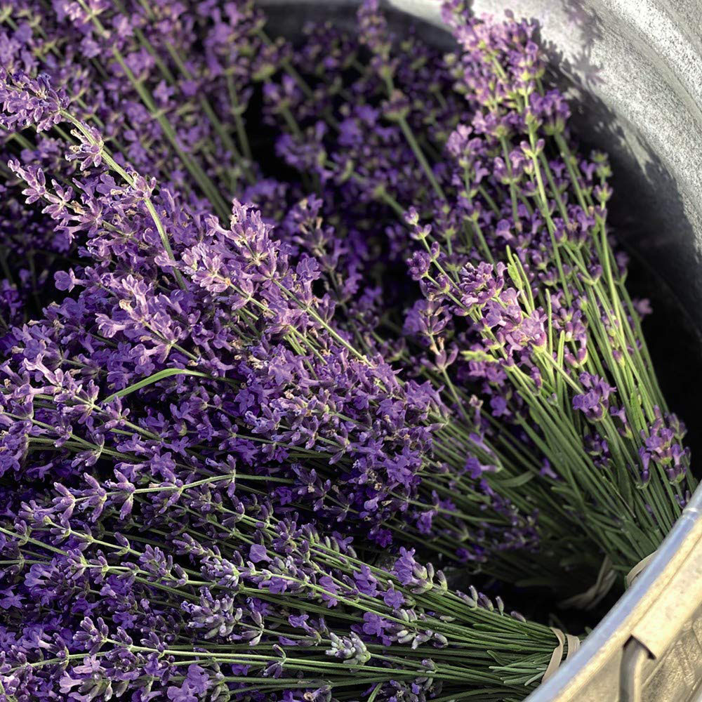 Thompson and Morgan Lavender Munstead Plant Plug 48 Pack Image 4