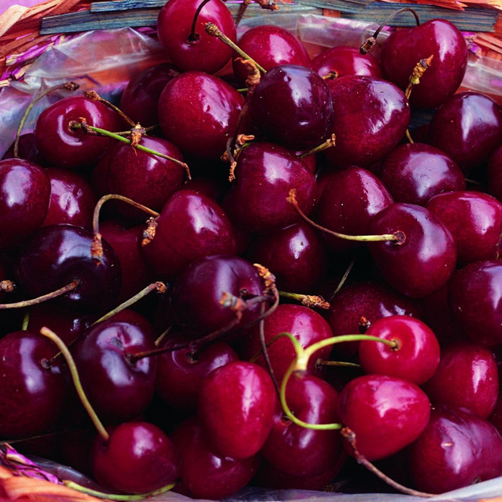 Thompson and Morgan Cherry Stella Plant in Pot 12L 2 Pack Image 3