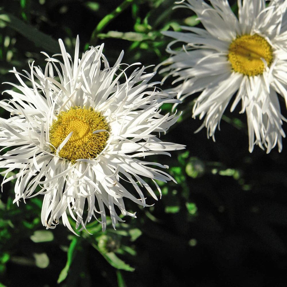 Thompson and Morgan Leucanthemum Crazy Daisy Plant Plugs 6 Pack Image 4