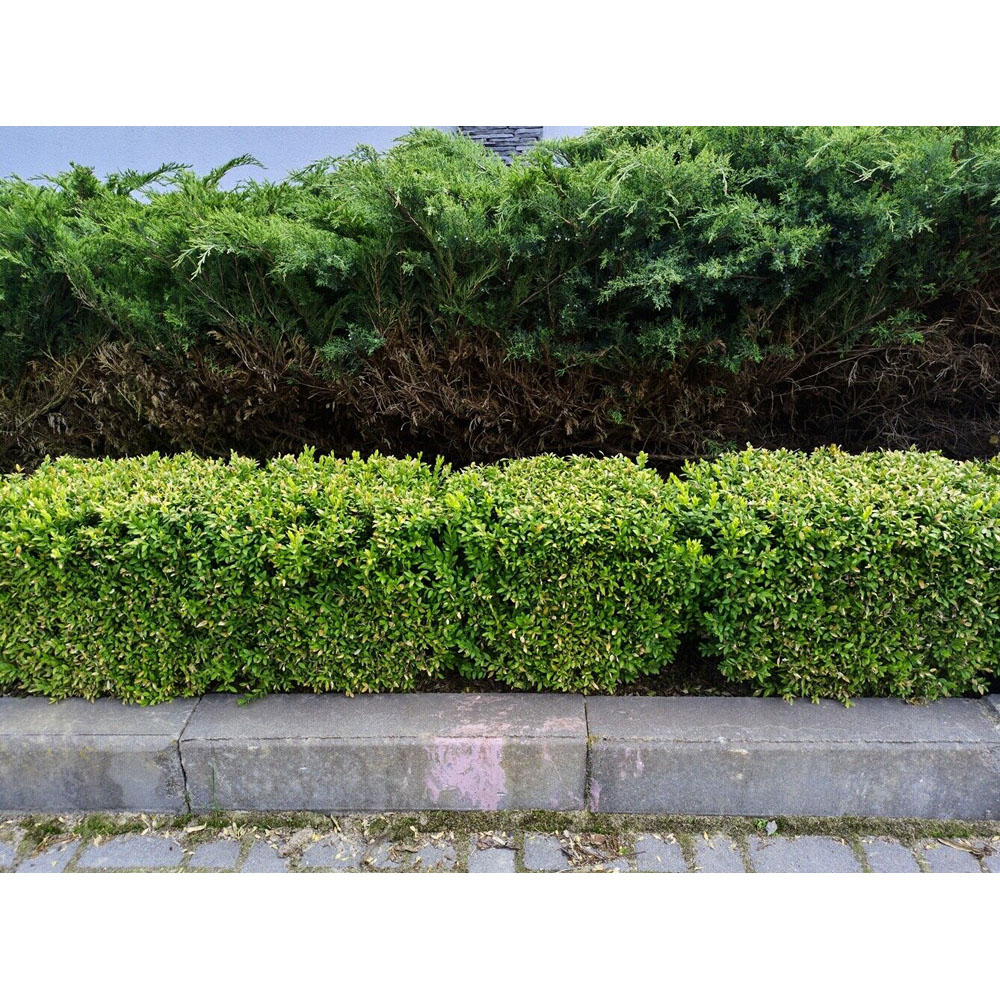 Inspirational Gifting Ilex Crenata Green Hedge Plant 20-30cm 5 Pack Image 3