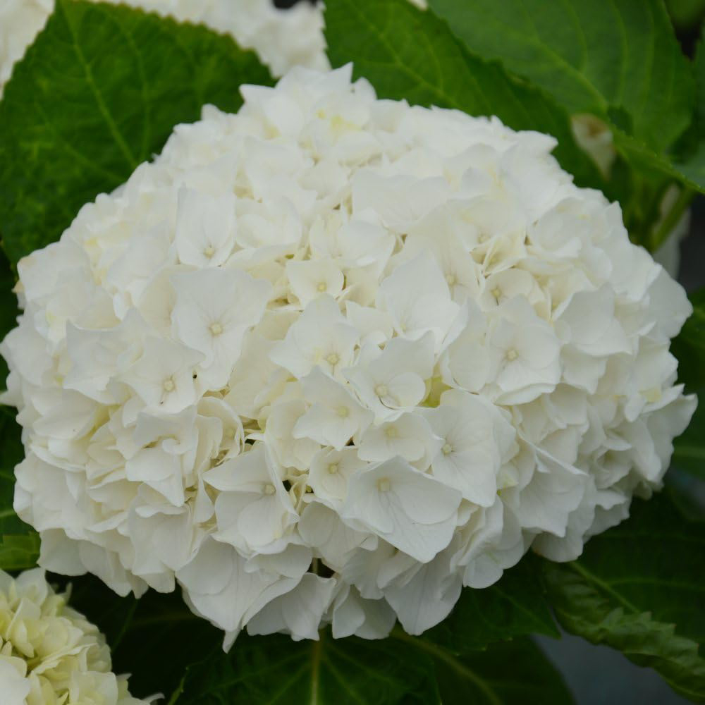 Thompson and Morgan Hydrangea Wudu Plant Pot 10.5cm Image 4