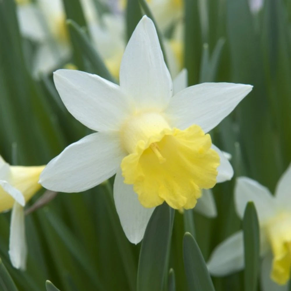 Thompson and Morgan Daffodil Topolino Autumn Planting Bulb 80 Pack Image 3