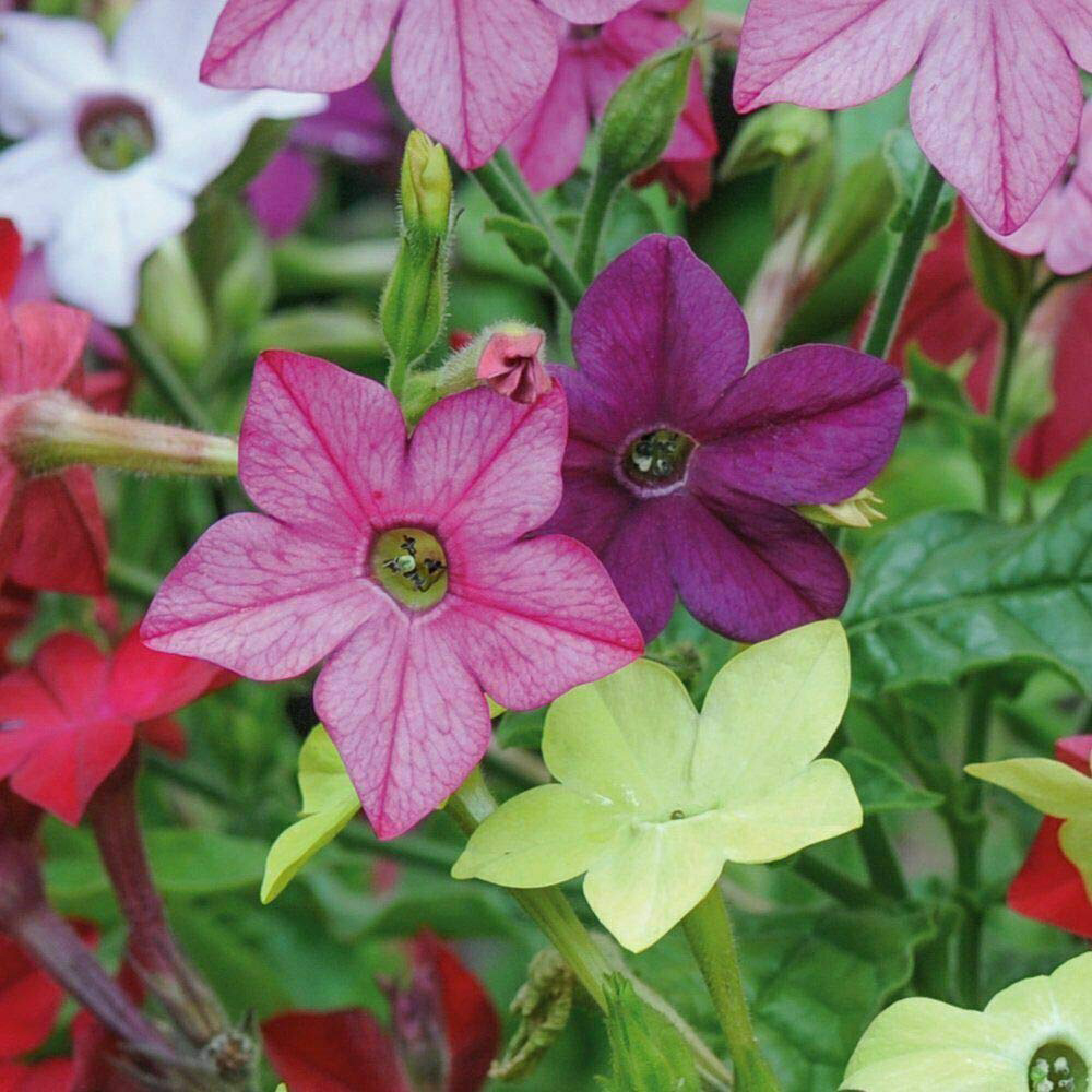 Thompson and Morgan Nurserymans Choice Annual Bedding Mixed Plant Plug 36 Pack Image 5