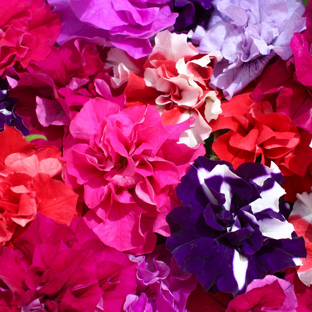 YouGarden Petunia Bolero Double Flowering Pro Plus Plug Plant 40 Pack Image 2