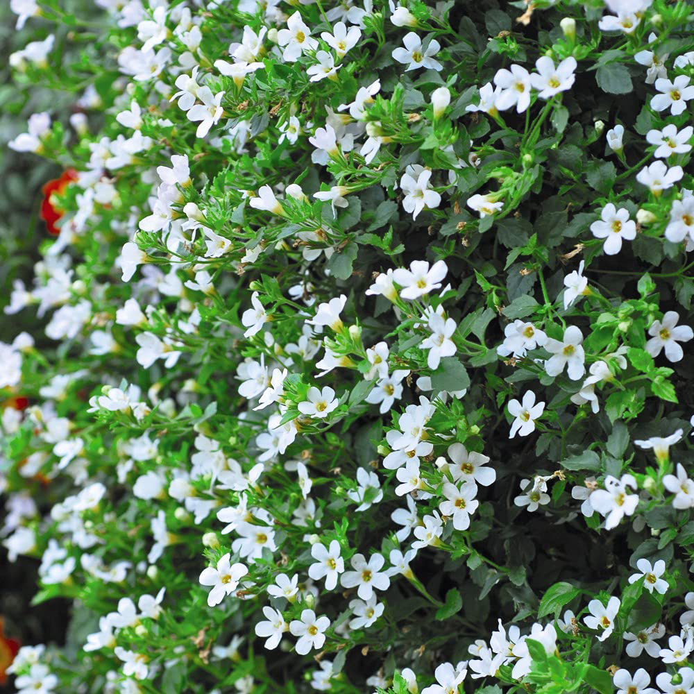Thompson and Morgan Bacopa Snowtopia Plant Plug 6 Pack Image 4