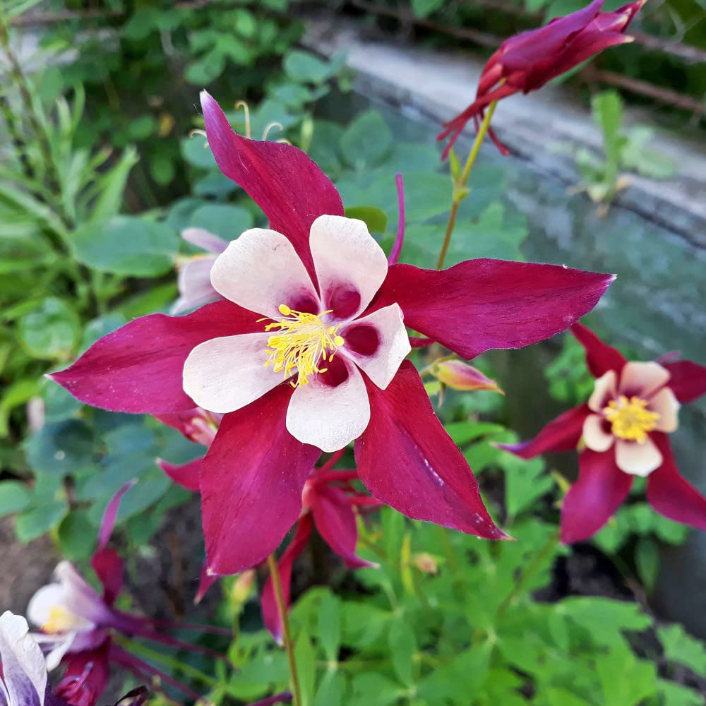 Thompson & Morgan Aquilegia Mckana Hybrids Bare Roots 6 Pack Image 4