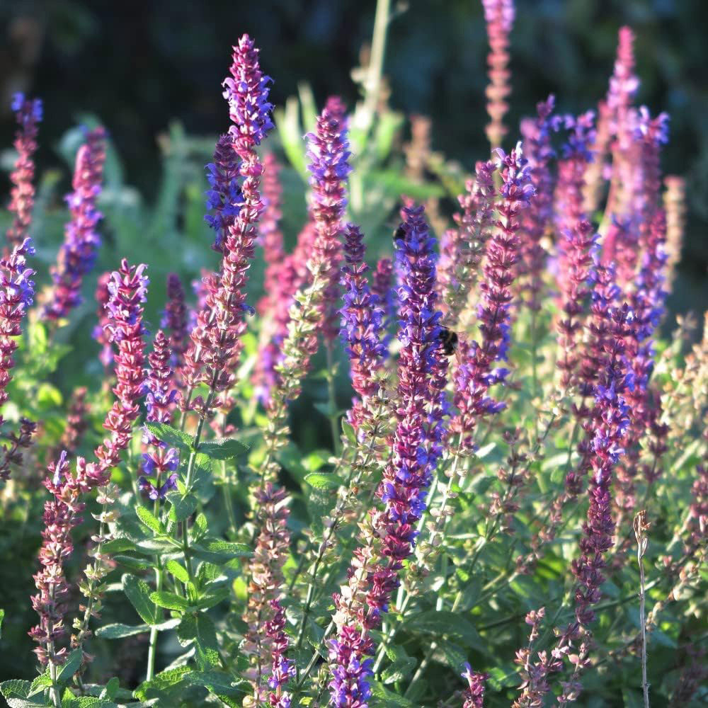 Thompson and Morgan Nurserymans Choice Perennial Cottage Garden Plant Pot 9cm 3 Pack6 Inc Image 9