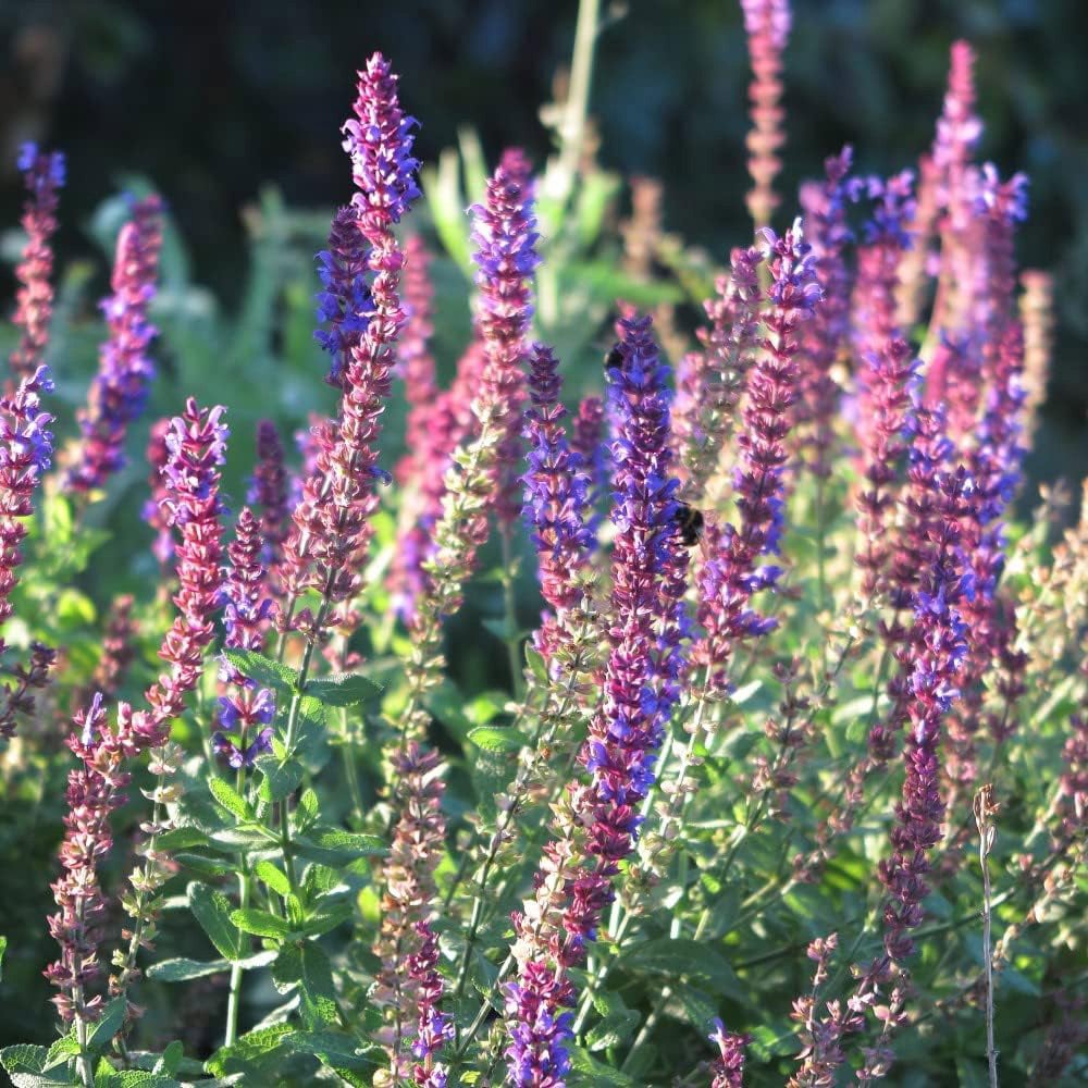 Thompson and Morgan Nurserymans Choice Perennial Cottage Garden Plant Pot 9cm x12 Image 4